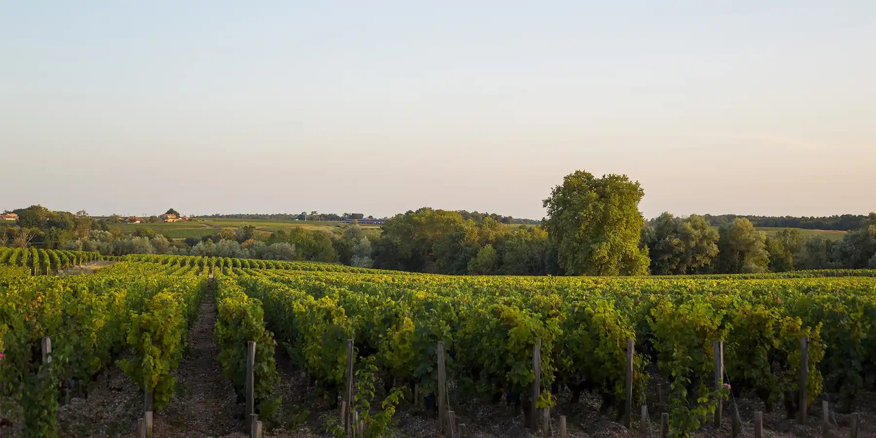Unsere Grands Crus